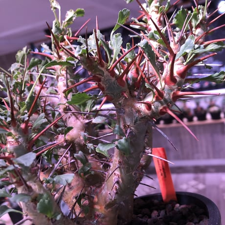 sarcocaulon   crassicaule《L  size》※冬型caudex‼︎   ※mad  black  pot植え