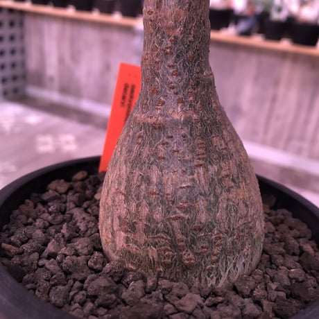 packypodium  decaryi 《 M  size》希少size‼︎ ※現地球発根済み株‼︎  ※丁度良いサイズ感にでっぷり&木質株‼︎※mad black pot植え