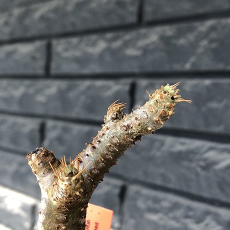 pachypodium gracilius《大きめS size》僅かにgreen肌&球体樹形※現地球発根後店主国内管理2年株※1頭枝のため少し縦に長めながら球体良樹形※mad black pot植え