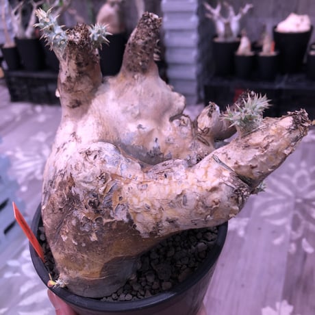 packypodium   enigmaticum《L size》※激希少モンスト株※現地球発根済※躍動感高き枝振り&現地焼けgold×beige肌がヤバい一株※ mad  black  pot植え