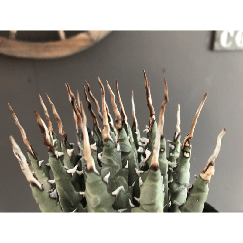 agave utaensis var.eborispina(var.陽炎type)※現地球 agave utaensis var.eborispina(var.陽炎type)※現地球