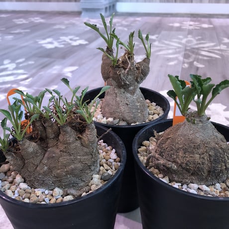 euphorbia    fish bone《M size》