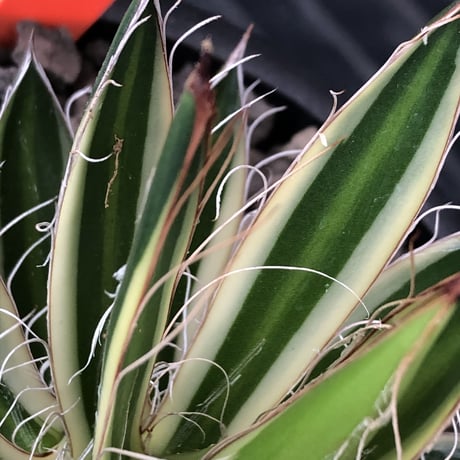 agave filifera ssp.schidigera班入り《M size》※現地球発根後店主国内管理2年株※大変美しくそして締まり良き一株‼︎※mad black bowl pot植え