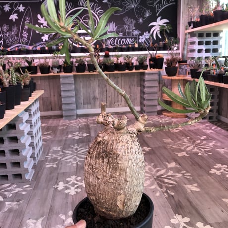 packypodium  bispinosum《L  size》現地球  発根済み株  ※店主管理国内６年株‼︎ ※mad  black  pot植え