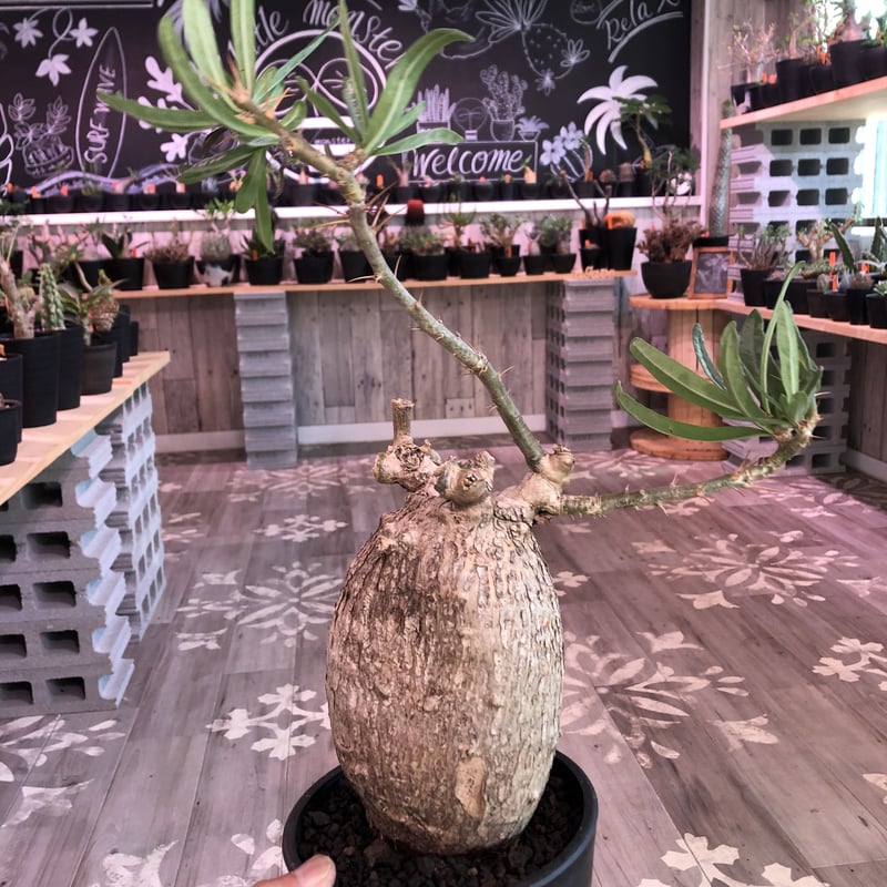 packypodium bispinosum《L size》現地球 発根済み株 ※店主