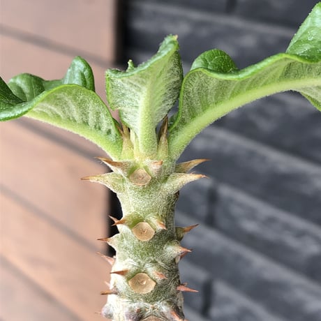 pachypodium  windsori i× baronii  《M size》希少※現地実生発根済株※成長楽しみな双方の良さが活きた将来有望株※mad black pot植え