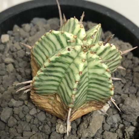 euphorbia  meloformis 錦《M size 》※現地球株発根済※小振り過ぎない良きサイズ感の綺麗な一株※mad black pot植え