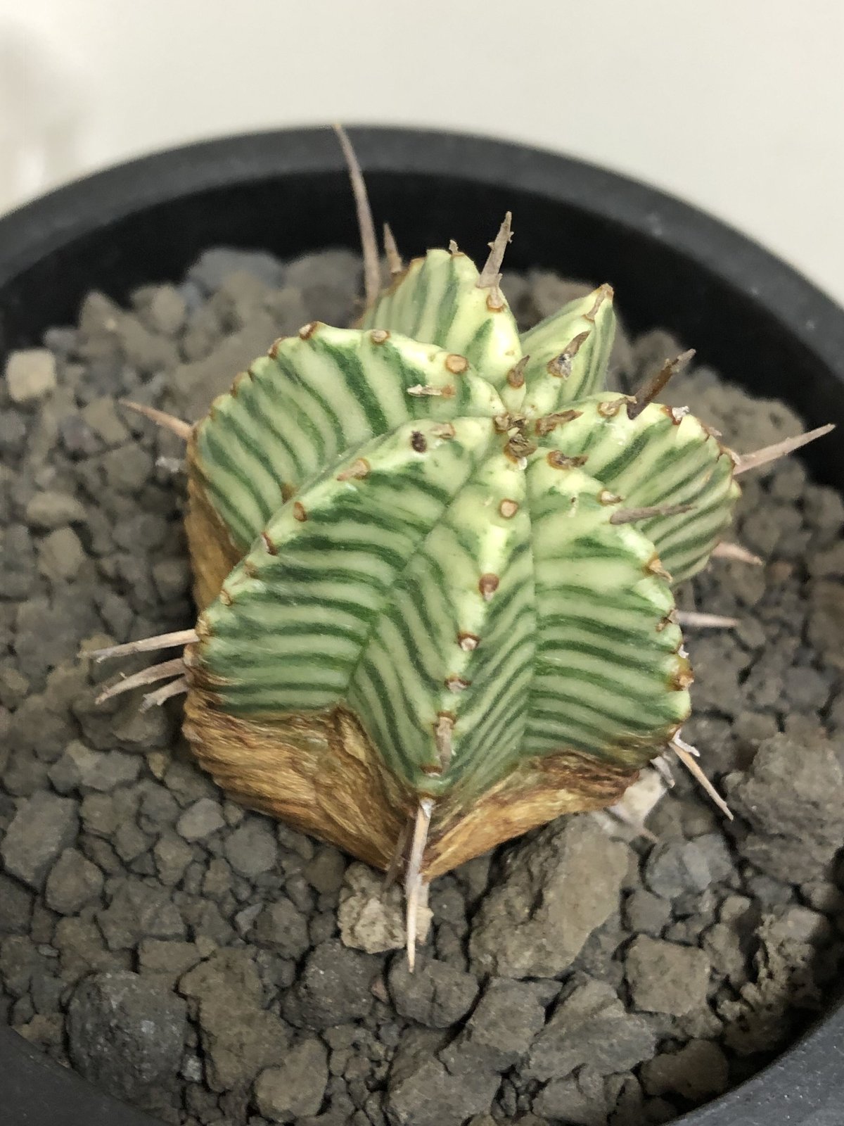 ユーフォルビア モラティー 現地球 発根済