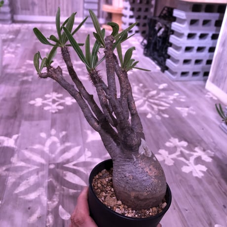 packypodium  gracilius《M size》 ※現地球株  発根済み株‼︎  （限定13株）