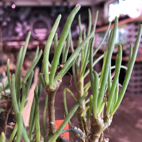 othonna protecta《L size》※現地球発根済株※今後輸入が厳しく流通少ない美しいプロテクタ‼︎サイズもbigな良株※mad black bowl pot植え