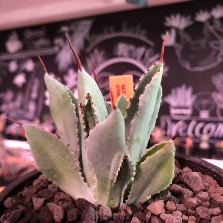agave   cubic《大きめS  size》※発根済株※店主国内管理2年株※大変葉の締った極美株‼︎balanceも良き装い※mad black pot植え