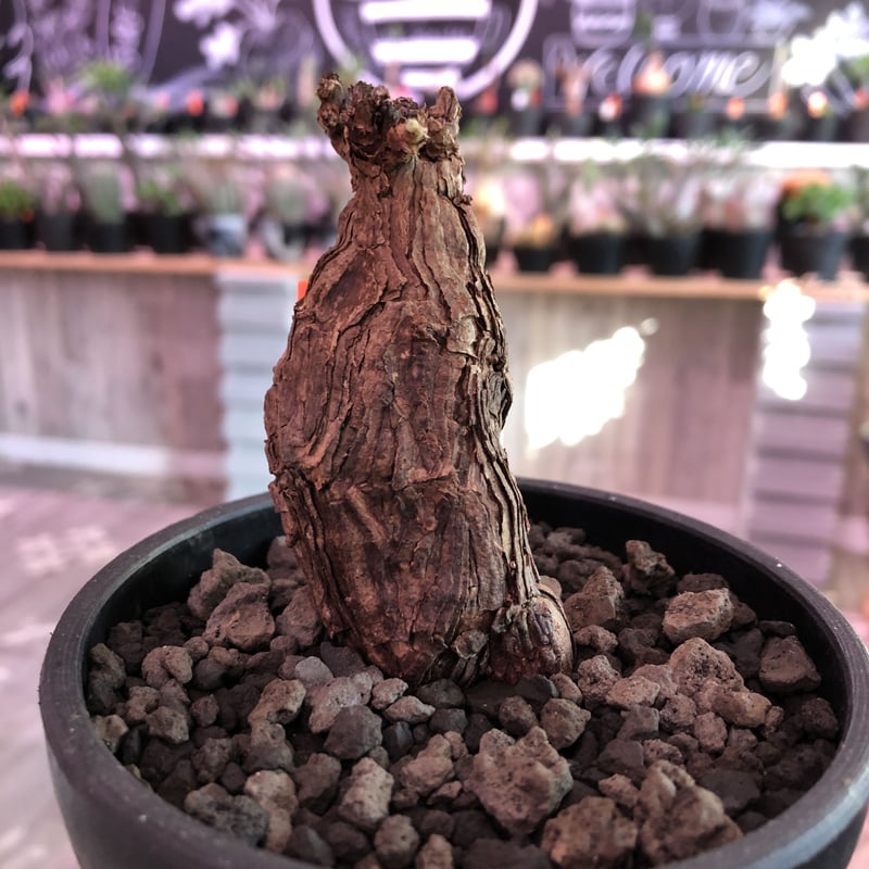 トリステ　ペラルゴニウム　鉢　qutoten トリステ ペラルゴニウム 鉢 qutoten Pelargonium triste