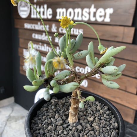othonna clavifolia《大きめM size》littmon seed🌱※ぷっくり多肉質の葉を展開する冬型の人気者‼︎リトモン実生株※mad black pot植え