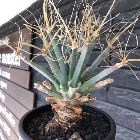 leuchtenbergia  principis 晃山《LL size》大株※現地球株発根済※極太幹を持ち年代物なため極めてワイルドな一株‼︎※mad black bowl pot植え
