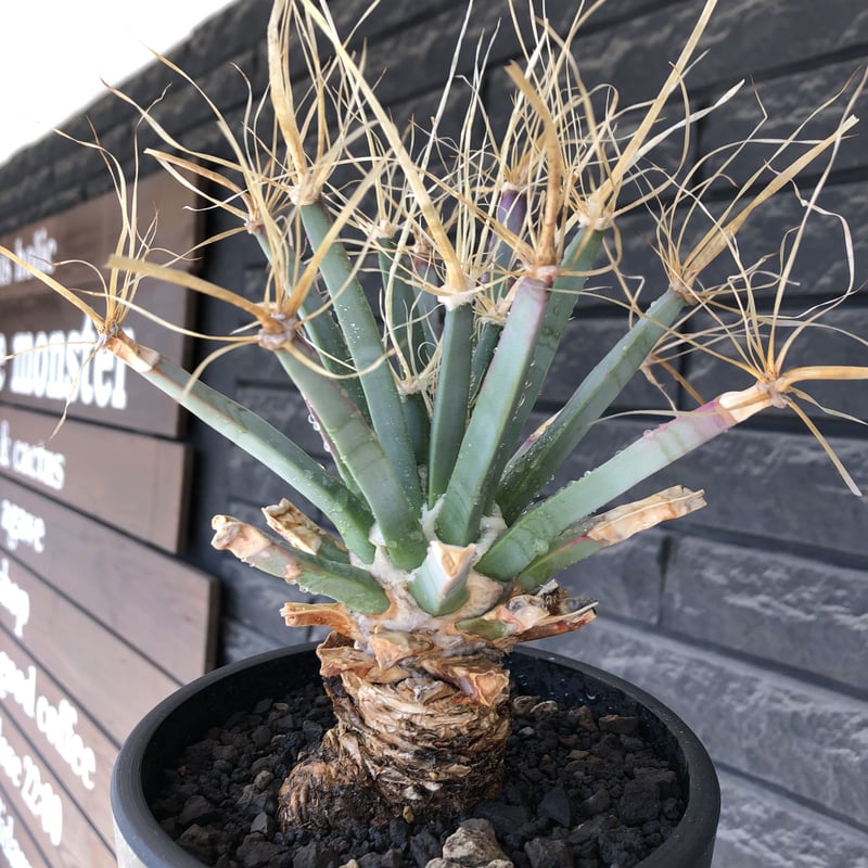leuchtenbergia principis 晃山《LL size》大株※現地球株発根済 leuchtenbergia principis 晃山《LL size》大株※現地球株発根済