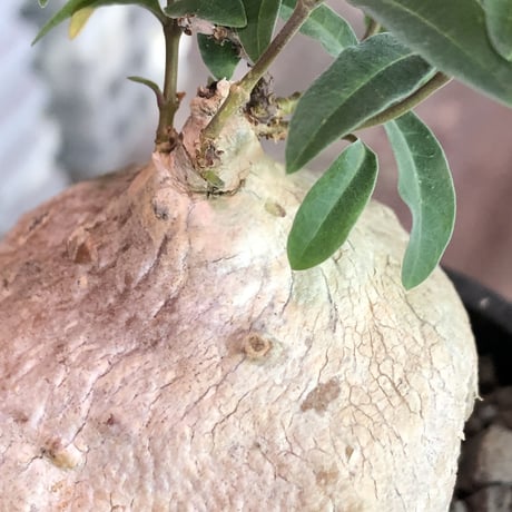 raphionacme zeyheri《M size》希少種※現地球発根済株※店主国内管理5年株※希少性も高く、ぼってり樹形且つ白肌が美しい存在感も抜群な一株※mad black pot植え