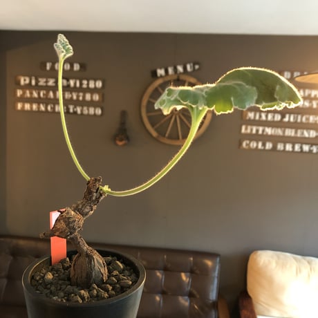pelargonium lobatum《L  size》※現地球発根済株※店主国内管理6年株※個体差として大変特化した樹形の持ち主‼︎ロバツムにしてはbig株※mad black pot植え