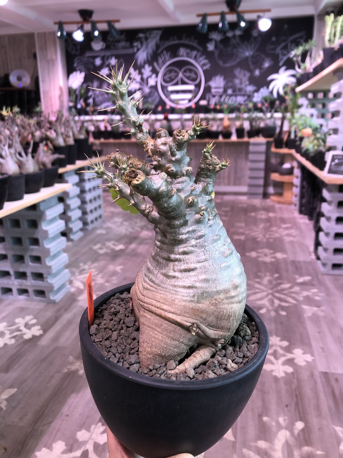 packypodium saundersii(M size)※現地球発根済株※可愛すぎる packypodium saundersii(M size)※現地球発根済株※可愛すぎる