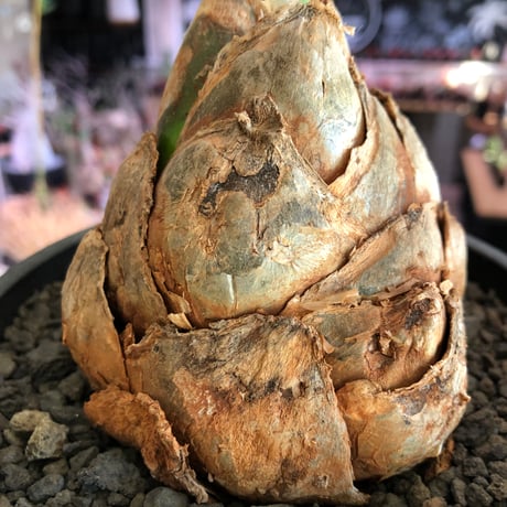 urginea epigea《L size》※現地球株発根済※丸み強くとびきり整ったぼってり樹形の大株‼︎開花時もゴージャスで魅力的なエピゲア※black bowl pot植え