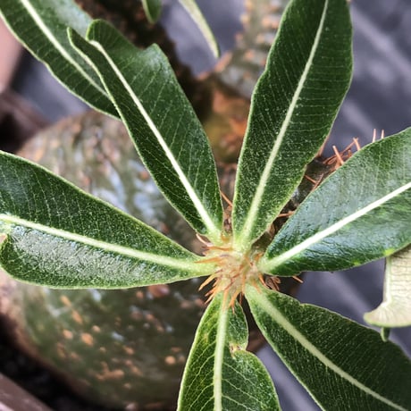 pachypodium gracilius《 M size》希少green肌&ぼってり樹形※現地球発根後店主国内管理3年株※balance良く極グリーン肌が◎※polyhedron pot植え