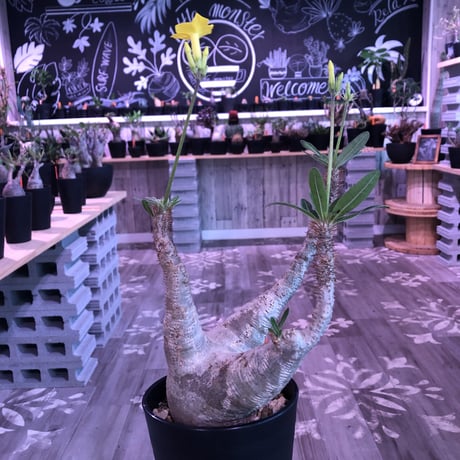 packypodium  gracilius《大きめ M size》※現地球株  発根済み株‼︎  （限定1株）極上白肌美株‼︎  ※mad black pot植え