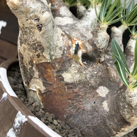pachypodium brevicalyx 《XL size》※現地球株発根済※bigサイズ‼︎低重心半端なき枝振りも堪らない※brown marble bowl pot植え