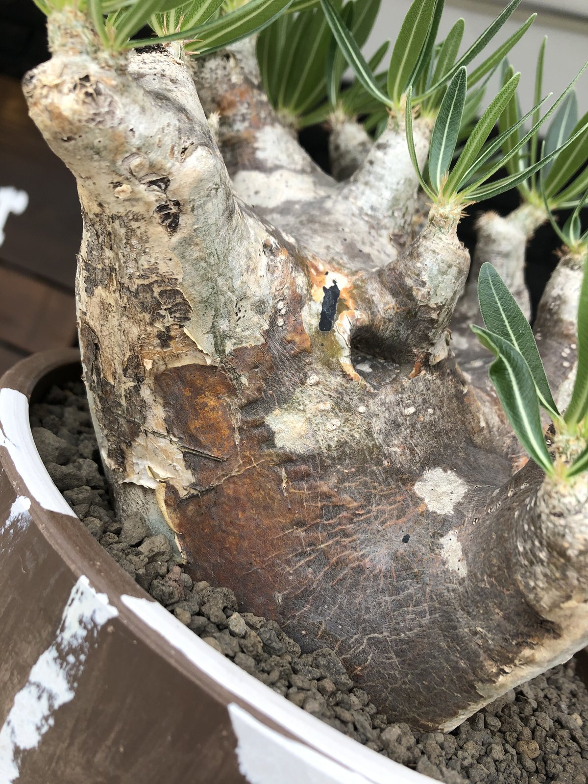 ブレピカリックス 大きめ 現地球 ブレピカリックス 大きめ 現地球