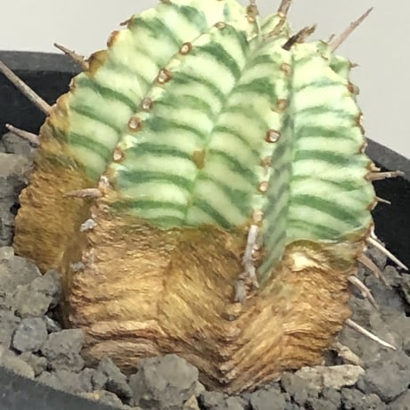 euphorbia  meloformis 錦《M size 》※現地球株発根済※小振り過ぎない良きサイズ感の綺麗な一株※mad black pot植え