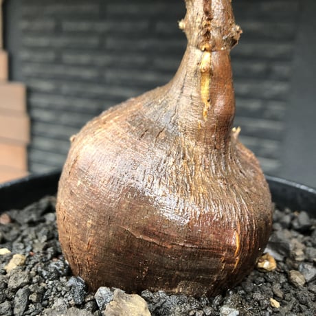euphorbia hedyotoides《L size》球体大株※現地球株発根済※中々出会えないほど丸み強き塊根と良き枝振りが堪らない美しい一株‼︎※black pot植え