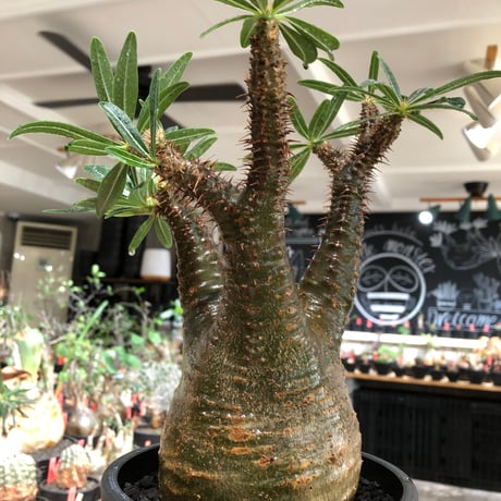 pachypodium gracilius《L size》※現地球株発根済※大きめで全方位A面な樹形バランス＆枝振りも抜群なgreen肌‼︎※black bowl pot植え
