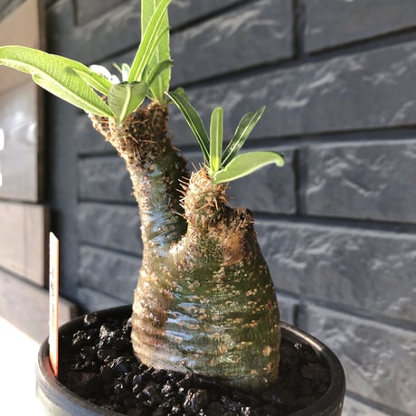 pachypodium gracilius《小さめM size》希少green肌※現地球発根後店主国内管理3年株※激ぼってりトトログラキ樹形が堪らない※mad black bowl pot植え