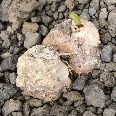 eriospermum cooperi《L size》驚愕‼︎冬型激希少年代物※現地球発根後店主国内管理8年株※年代物&立体塊根＆極美しい大きな葉も魅力な一株※mad black pot植え