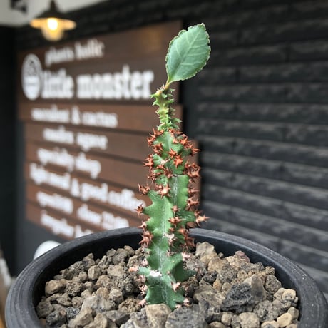 euphorbia magnifica《S size》※現地球株発根済※小振りコンパクトでかわいいながら枝ぶりなど今後の変化も楽しみな一株※black pot植え