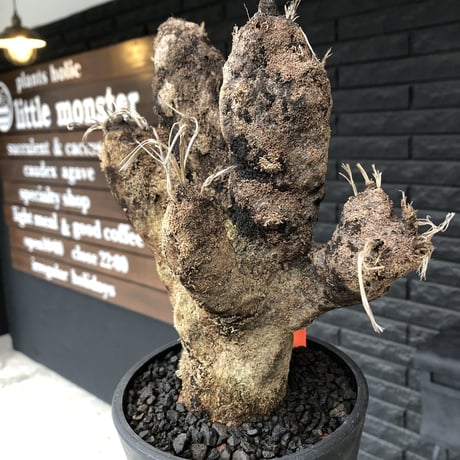 xerophyta  trichophylla《S size》※現地球発根済株※驚愕強靭株※限りなくweightはlow‼︎過去2番位にかわいい小振サイズ‼︎※mad black pot植え※限定3株