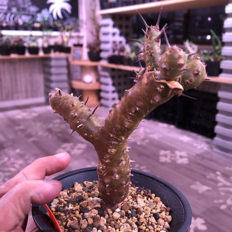 sarcocaulon   crassicaule《S  size》 ※冬型caudex‼︎  人気な冬型種！オススメ株
