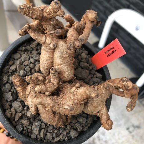 euphorbia itremensis《L size》※現地球株発根済②※大きめ且つバランスも良き激しい枝振りが堪らないイトレ※black pot植え