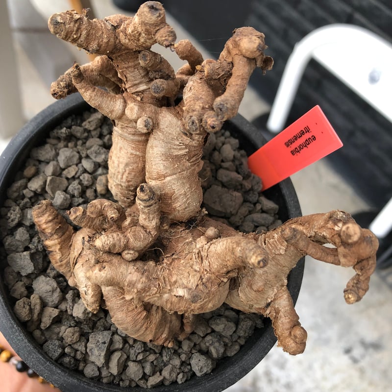 euphorbia itremensis《L size》※現地球株発根済②※大きめ且つバランス