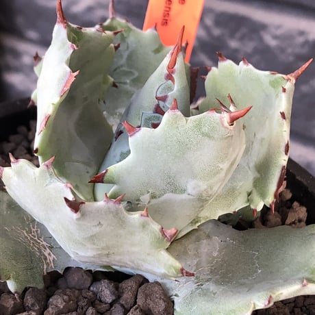agave  isthmensis《M size》※現地球発根後店主国内管理2年株※weight低く締まり纏まり良き良バランス※mad black pot植え
