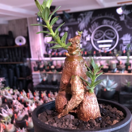packypodium bispinosum 《M size》※現地球発根済株※小振りでも株元がwildな丁度良きサイズ感‼︎※mad black pot植え