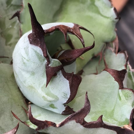agave titanota black&blue 強棘《M size》選抜株※現地球株発根済※極めて纏まり締まり良き厳つさが堪らないワイルド株※mad black pot植え