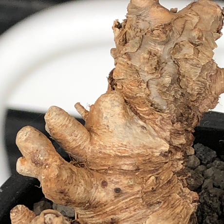euphorbia itremensis《L size》※現地球株発根済①※極太塊根＆極太枝を持つマッチョなイトレ※black pot植え