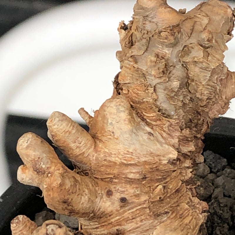 ユーフォルビア　イトレメンシス　現地球 euphorbia itremensis《L size》※現地球株発根済①※極太塊根