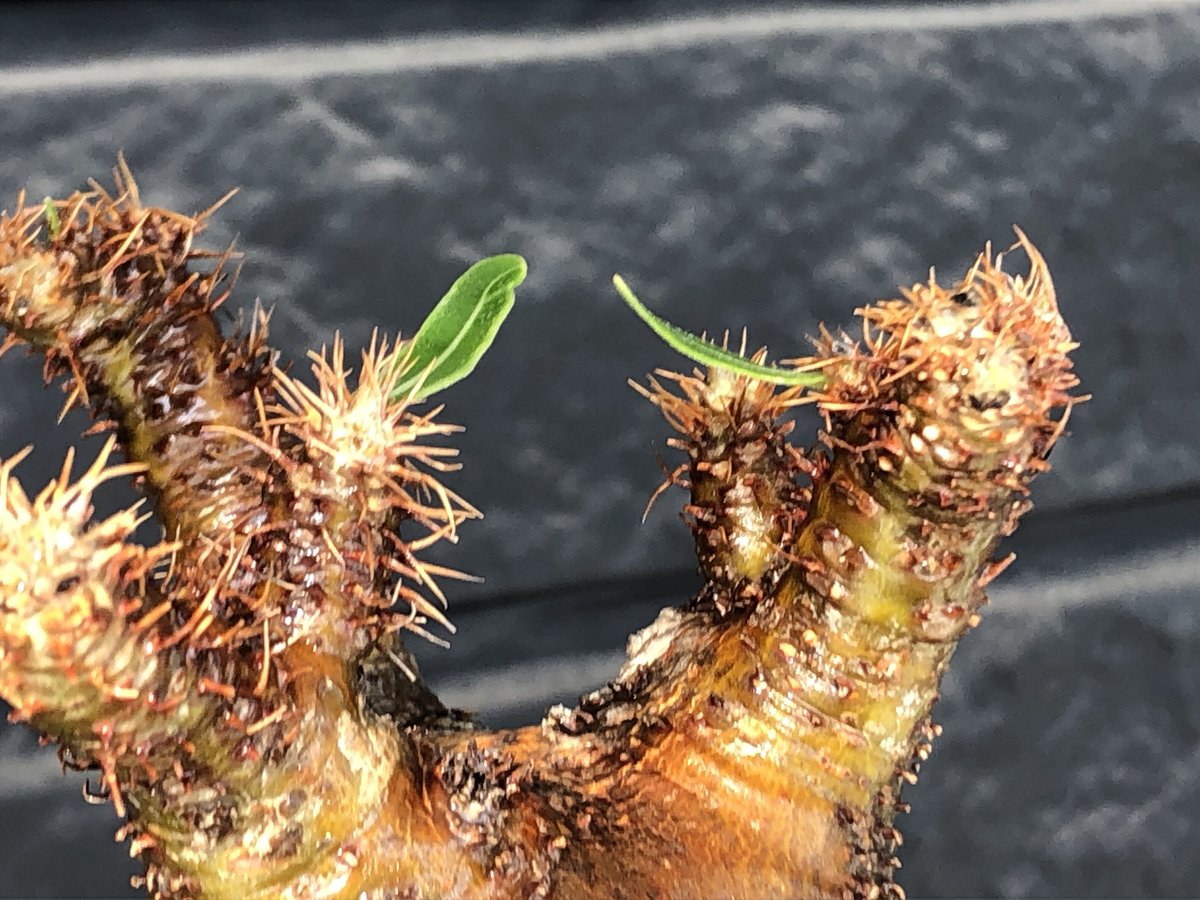 packypodium gracilius《小さめM size》極現地焼け＆錆肌※現地球発根