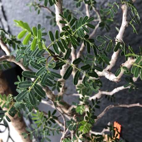 senna  meridionalis《L size》おススメ株‼︎