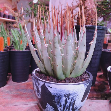 agave    utaensis  var, eborispina《L L size》※驚愕極美株※抜群にwild且つ美しいエボリスピナ‼︎※mad black marble bowl pot植え