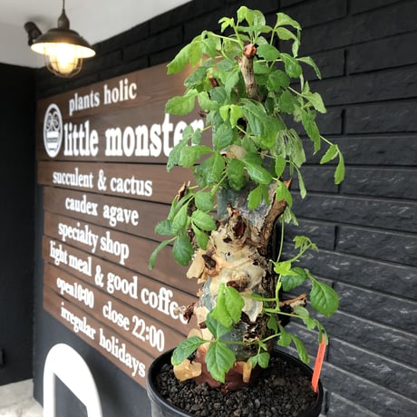 commiphora  holtziana《LL size》極太株※現地球発根後店主国内管理4年株※極太幹&weight低きwildな装い※tall pot植え