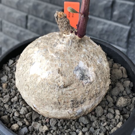 adenia goetzei《大きめL size》360度球体株※現地球発根後店主国内管理5年株※極球体株の上、通常よりも太い茎を持つwild且つ美しい一株※mad black bowl pot植え