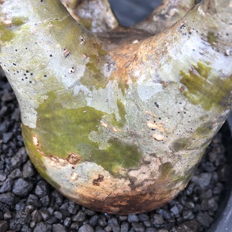 pachypodium gracilius《小さめL size》※現地球発根後店主国内管理3年株※極balance樹形&半端なき躍動する枝振りが堪らない※mad black bowl pot植え