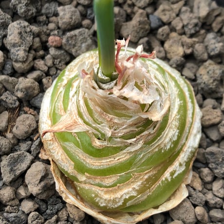 albuca spiralis cv.frizzle sizzle《L size》※littmon seed株※より強くカールが出る良きサイズなフリズルシズル‼︎※black bowl pot植え