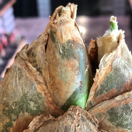 urginea epigea《L size》※現地球株発根済※丸み強くとびきり整ったぼってり樹形の大株‼︎開花時もゴージャスで魅力的なエピゲア※black bowl pot植え